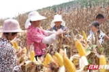 临武汾市：土地“轮班干” 一地双收粮豆满仓